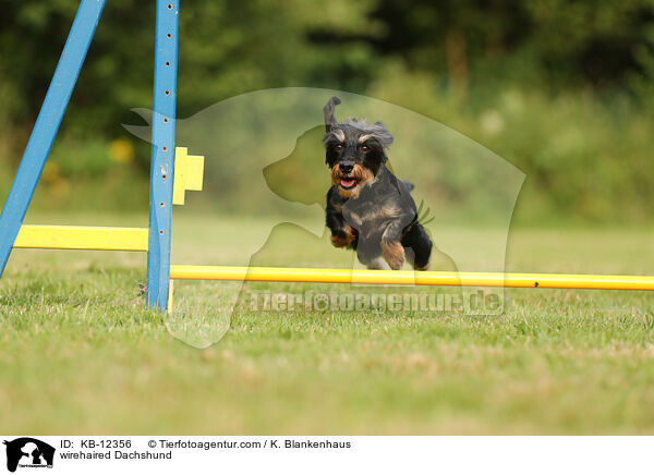 wirehaired Dachshund / KB-12356