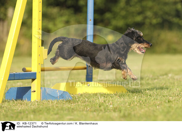 rauhaariger Dackel / wirehaired Dachshund / KB-12371