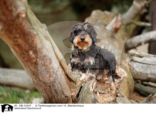 rauhaariger Dackel / wirehaired Dachshund / KB-12447