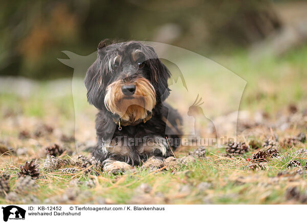 wirehaired Dachshund / KB-12452