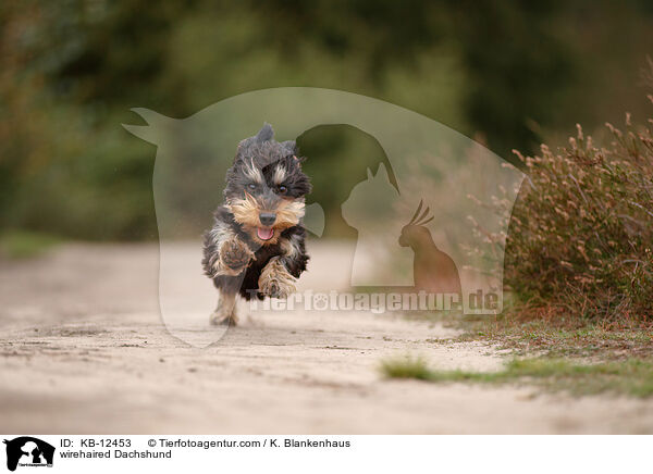 rauhaariger Dackel / wirehaired Dachshund / KB-12453