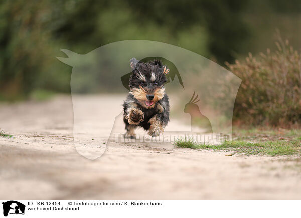 wirehaired Dachshund / KB-12454