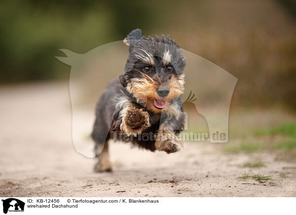 rauhaariger Dackel / wirehaired Dachshund / KB-12456