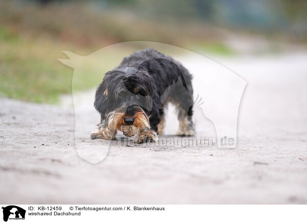 rauhaariger Dackel / wirehaired Dachshund / KB-12459