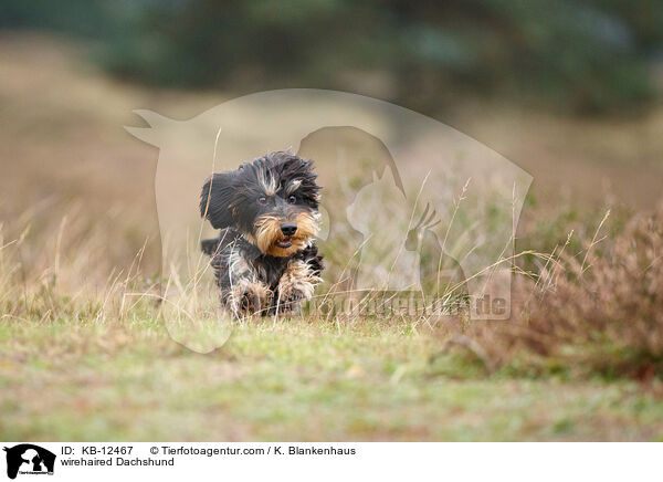 wirehaired Dachshund / KB-12467