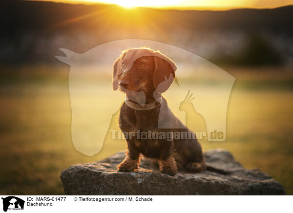 Dackel / Dachshund / MARS-01477