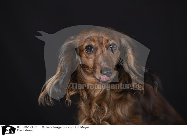 Dachshund / JM-17463