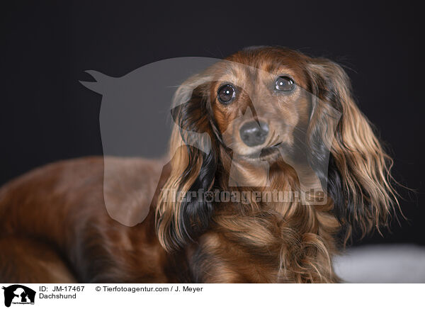 Dachshund / JM-17467