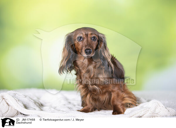 Dackel / Dachshund / JM-17468