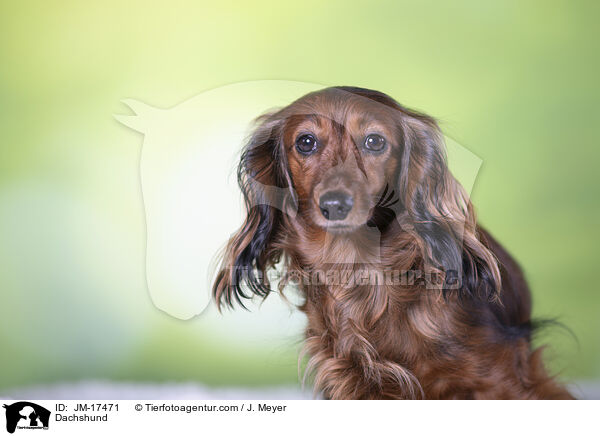 Dachshund / JM-17471