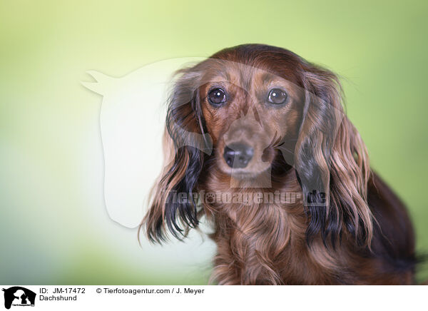 Dachshund / JM-17472