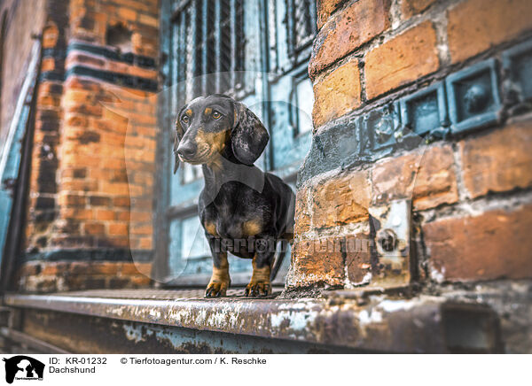 Dackel / Dachshund / KR-01232