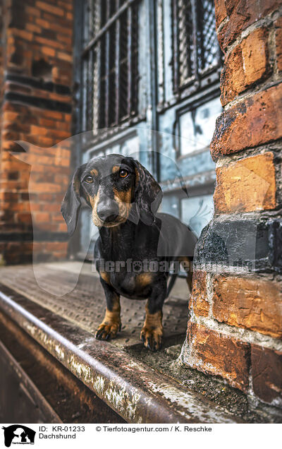 Dackel / Dachshund / KR-01233