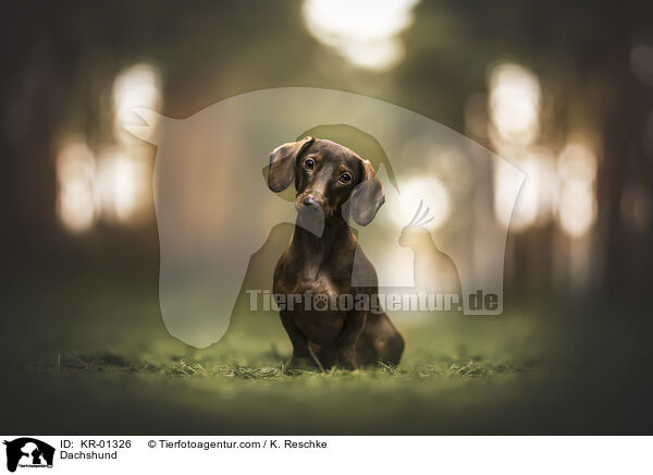 Dackel / Dachshund / KR-01326