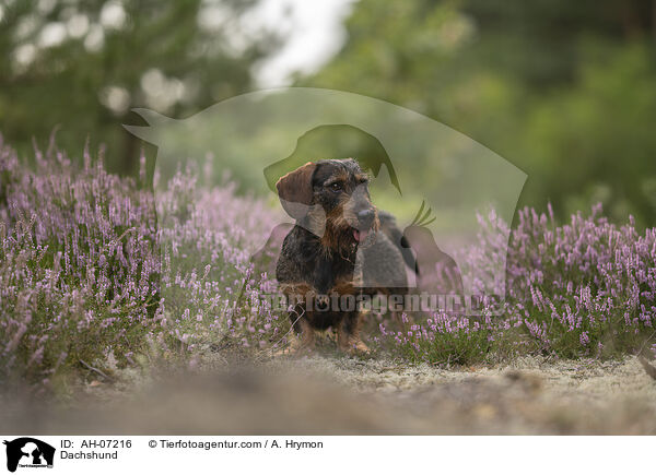 Dackel / Dachshund / AH-07216