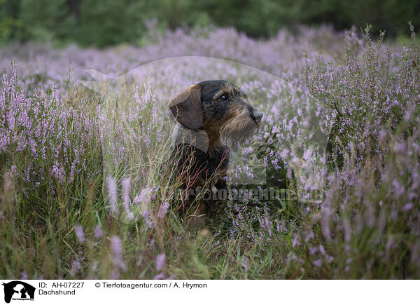 Dackel / Dachshund / AH-07227