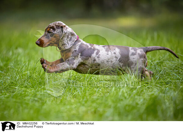 Dachshund Puppy / MM-02256