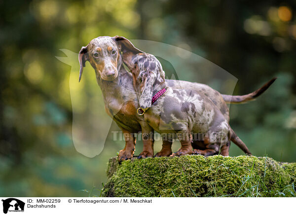 Dackel / Dachshunds / MM-02259