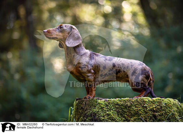 female Dachshund / MM-02260