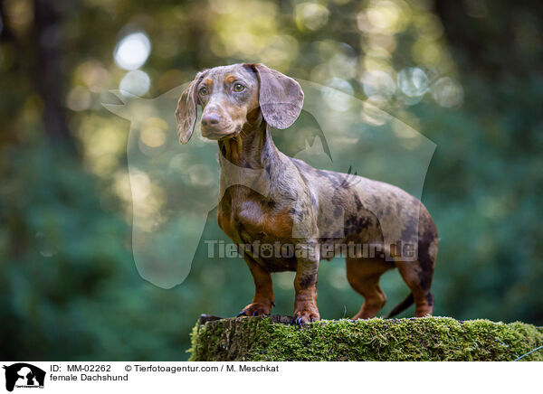 female Dachshund / MM-02262