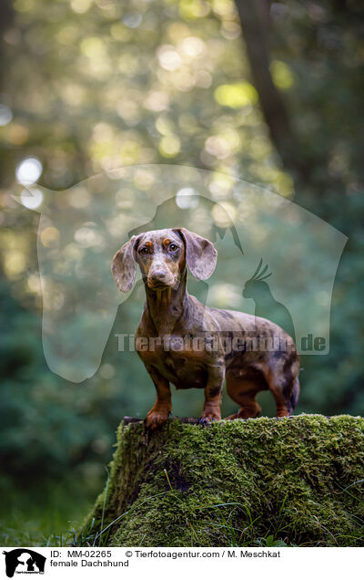 female Dachshund / MM-02265