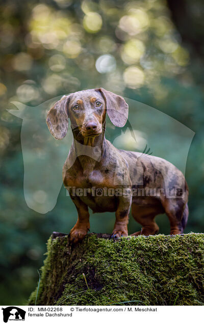 Dackel Hndin / female Dachshund / MM-02268