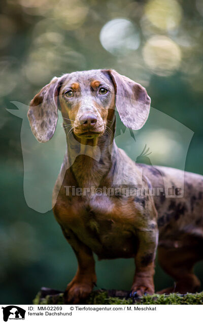 Dackel Hndin / female Dachshund / MM-02269