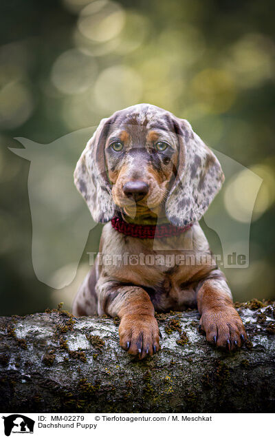 Dackel Welpe / Dachshund Puppy / MM-02279