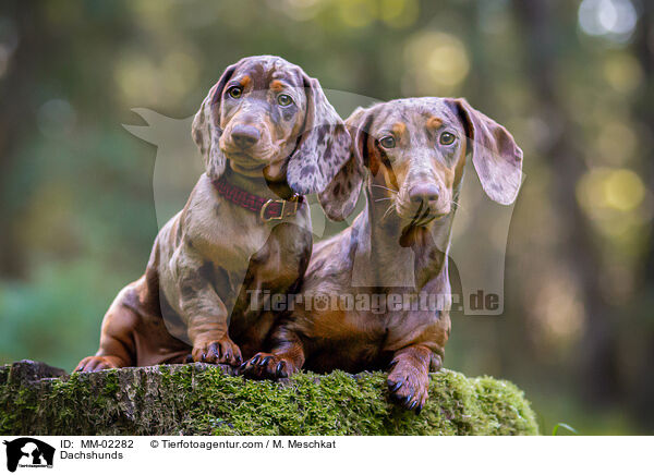 Dachshunds / MM-02282