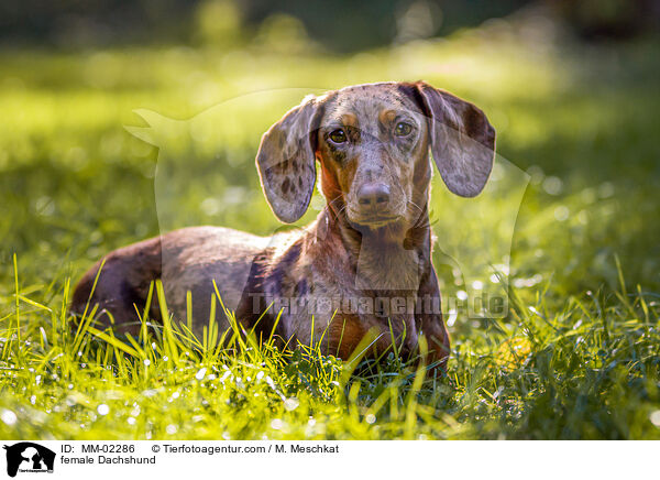 Dackel Hndin / female Dachshund / MM-02286