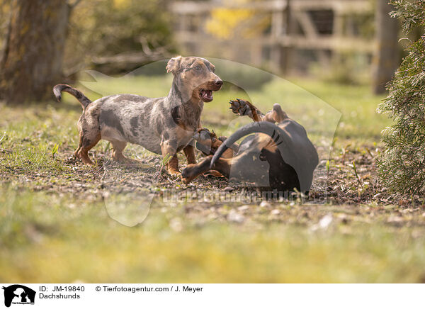 Dackel / Dachshunds / JM-19840