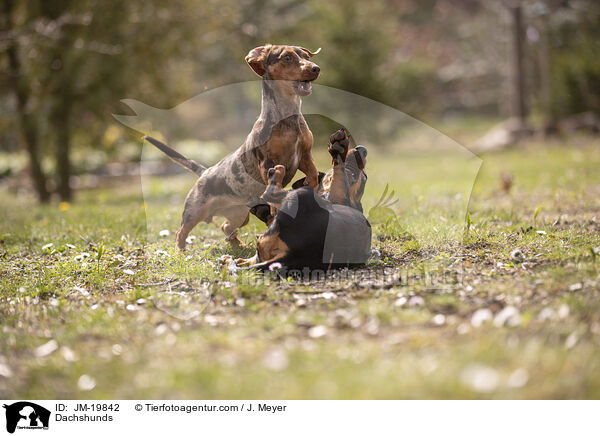 Dackel / Dachshunds / JM-19842