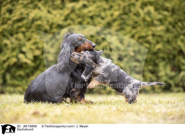 Dackel / Dachshund / JM-19866