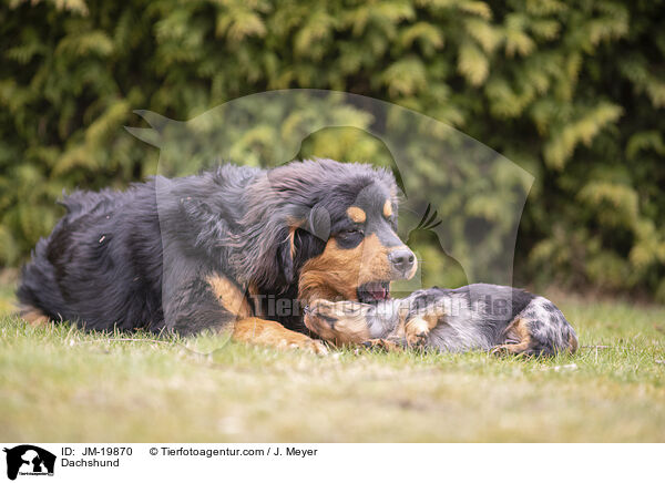 Dackel / Dachshund / JM-19870