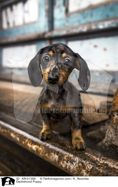 Dackel Welpe / Dachshund Puppy / KR-01388