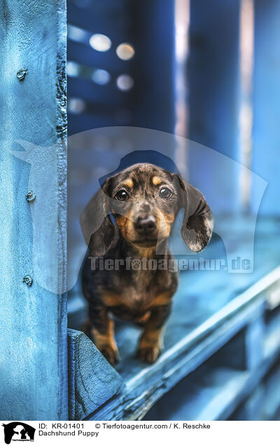 Dachshund Puppy / KR-01401