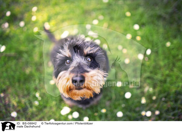 Dackel Rde / male Dachshund / BS-08842