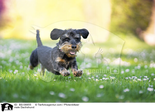 male Dachshund / BS-08855