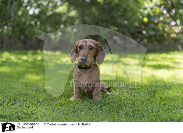 Dackel / Dachshund / HBO-06806