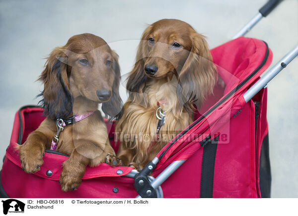 Dackel / Dachshund / HBO-06816