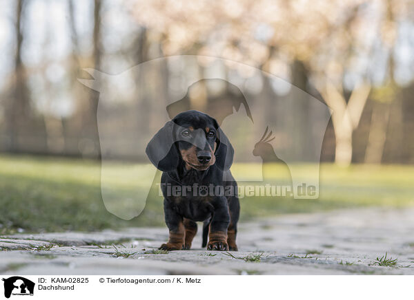 Dachshund / KAM-02825
