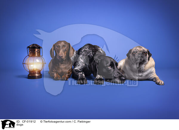 dogs / CF-01912