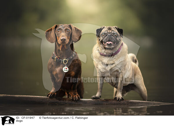 Hunde / dogs / CF-01947