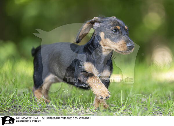 Dackel Welpe / Dachshund Puppy / MAW-01103
