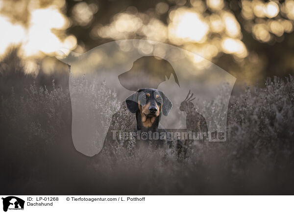 Dackel / Dachshund / LP-01268