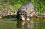 drinking wirehaired dachshund