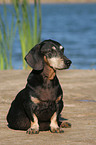 13 years old Dachshund on the lake