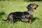 black-tan-dapple teckel