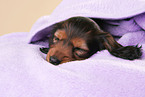 Teckel puppy