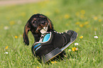 wirehaired teckel puppy